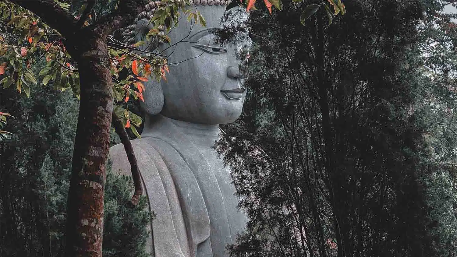 A buddha statue carved out of rock peering through the trees in the jungle