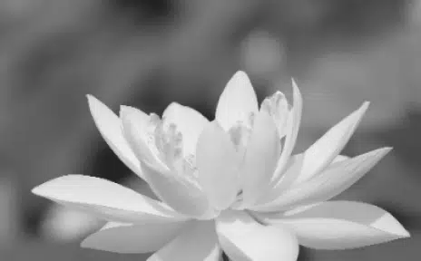 Flower.
